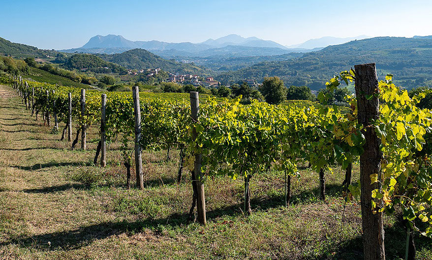 Vineyards of Irpinia in Campania, Italy